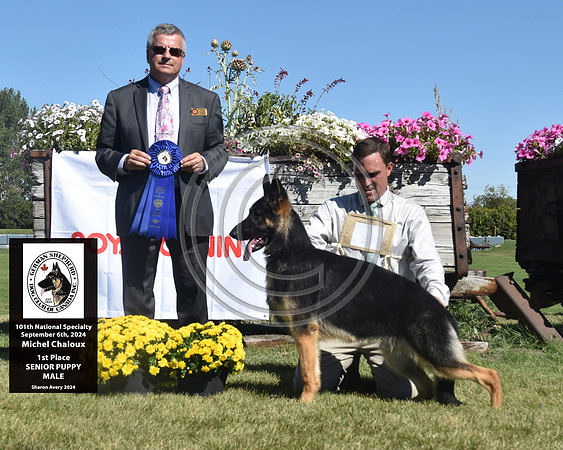 1st Place Senior Puppy Male
