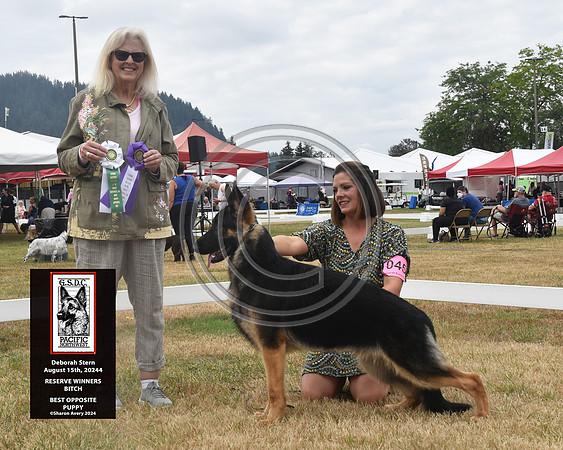 Reserve Winners Bitch Best Opposite Puppy