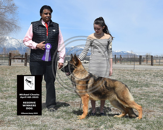Reserve Winners Dog