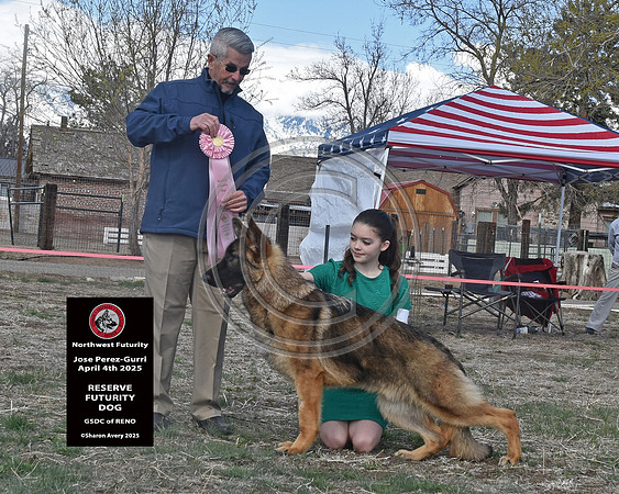 Reserve Futurity Dog