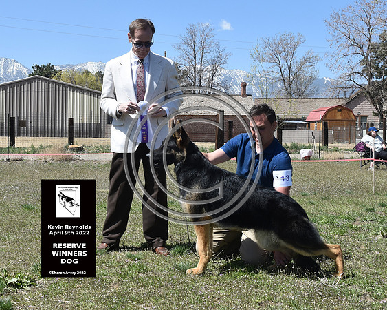 Reserve Winners Dog