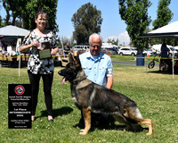 1st Place Intermediate Dog