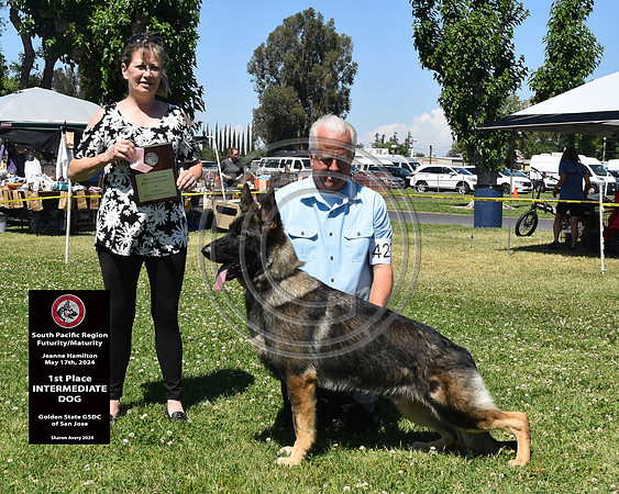1st Place Intermediate Dog
