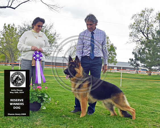 Reserve Winners Dog