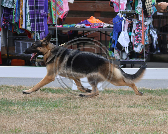 Winsome's Lille-Bear