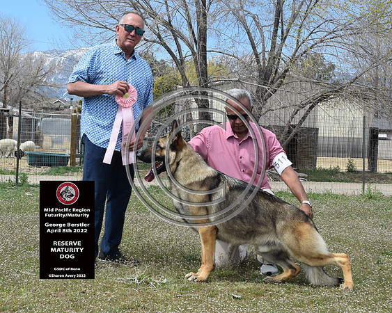 Reserve Maturity Dog