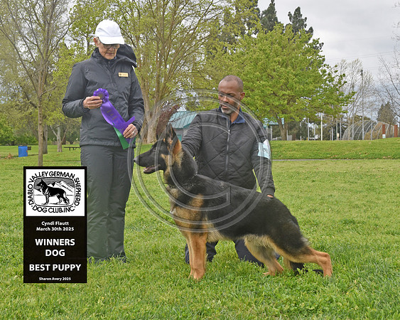Winners Dog Best Puppy