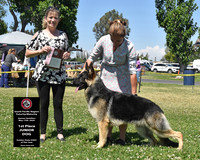 1st Place Junior Dog