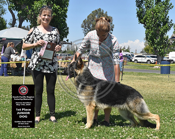 1st Place Junior Dog