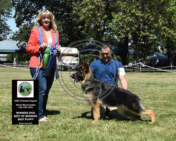Winners Dog Best of Winners Best Puppy