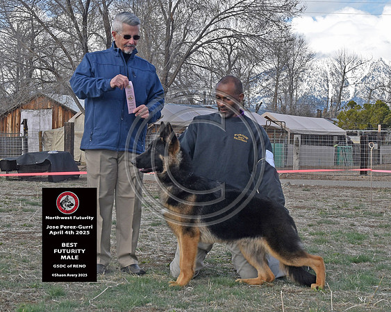 Best Futurity Dog