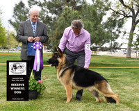 Reserve Winners Dog
