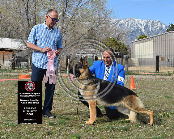 Reserve Futurity Dog