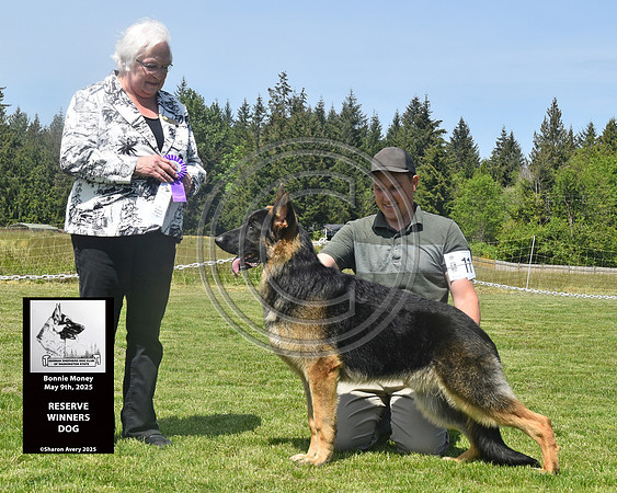 Reserve Winners Dog