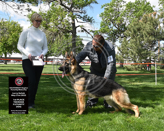 1st Teenage Futurity Dog