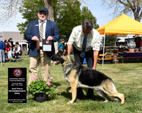 2nd Intermediate Dog