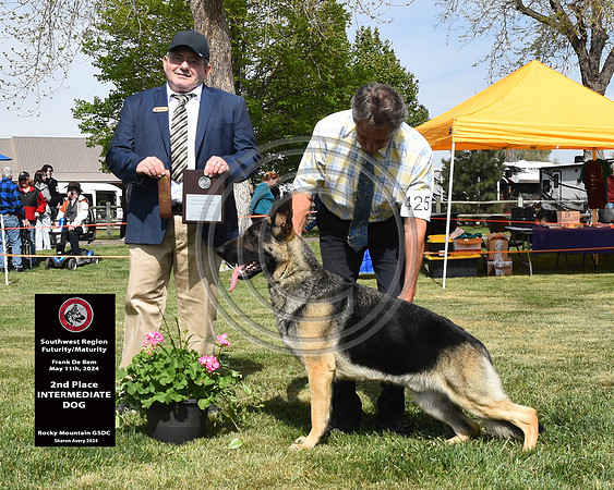 2nd Intermediate Dog