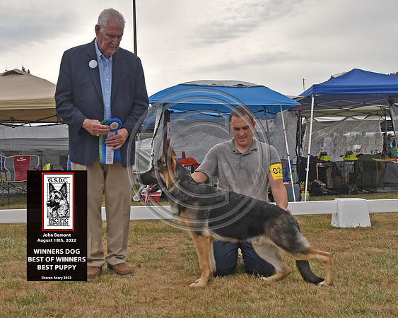 Winners Dog Best of Winners Best Puppy