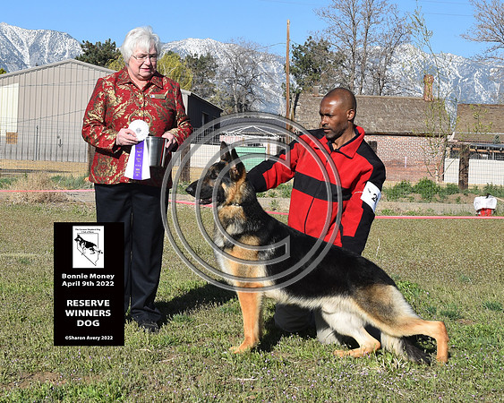 Reserve Winners Dog