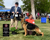 4th Intermediate Dog