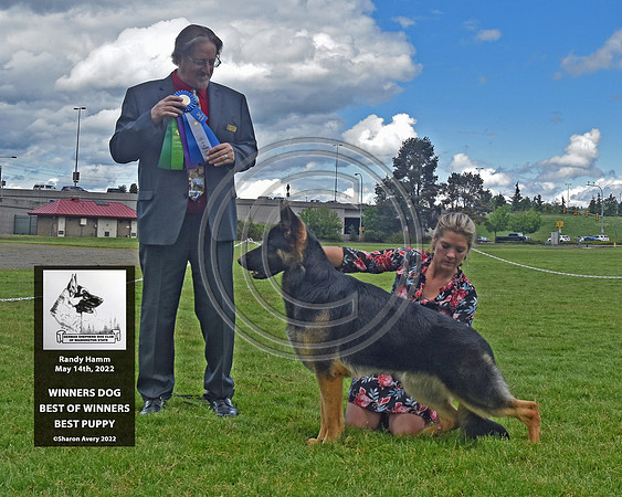 Winners Dog Best of Winners Best Puppy