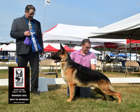 Winners Dog Best of Winners
