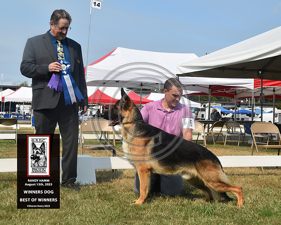 Winners Dog Best of Winners