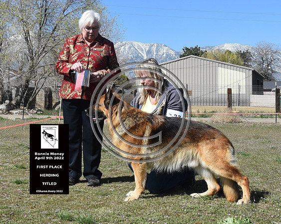 First Place Herding Titled