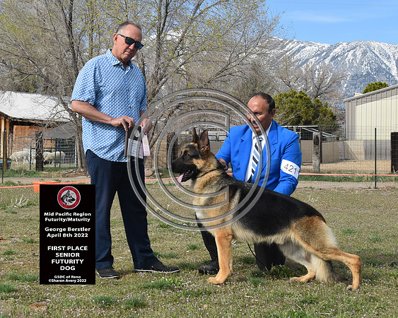 First Senior Futurity Dog