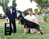 Select Dog