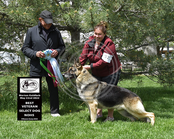 Best Veteran Select Dog NOHS
