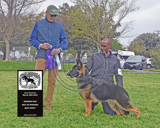 Winners Dog Best of Winners Best Puppy