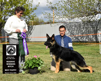 Reserve Winners Bitch Best Puppy