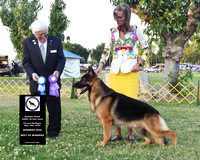 Winners Dog Best of Winners