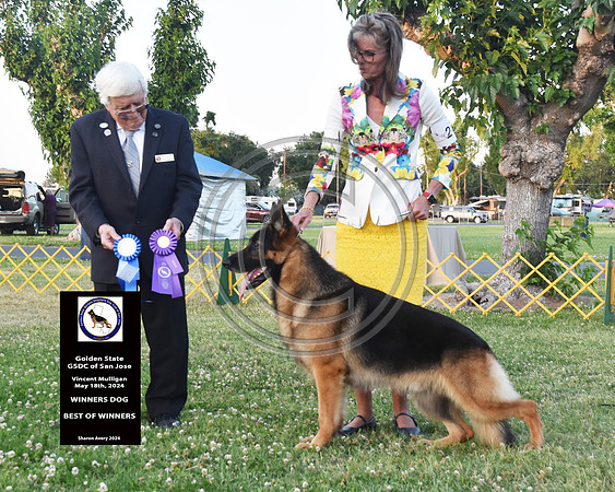Winners Dog Best of Winners