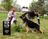 Reserve Winners Dog