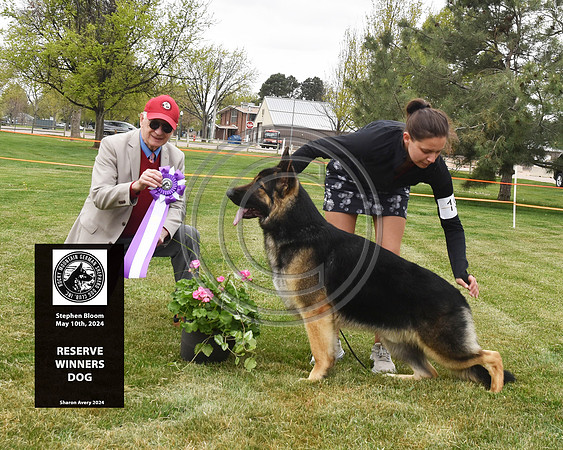 Reserve Winners Dog