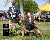 3rd Intermediate Dog