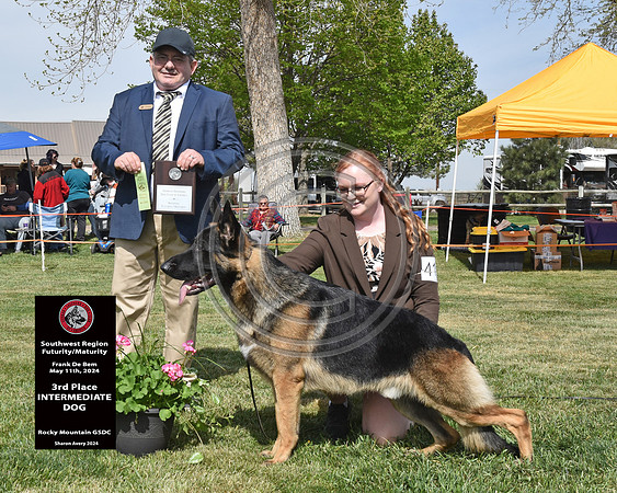 3rd Intermediate Dog