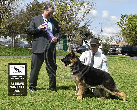 Reserve Winners Dog