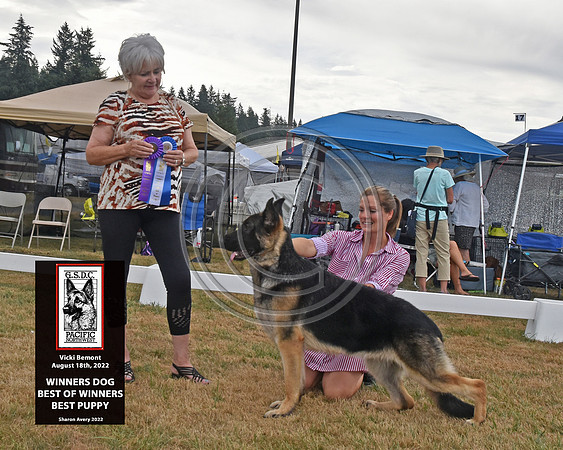 Winners Dog Best of Winners Best Puppy