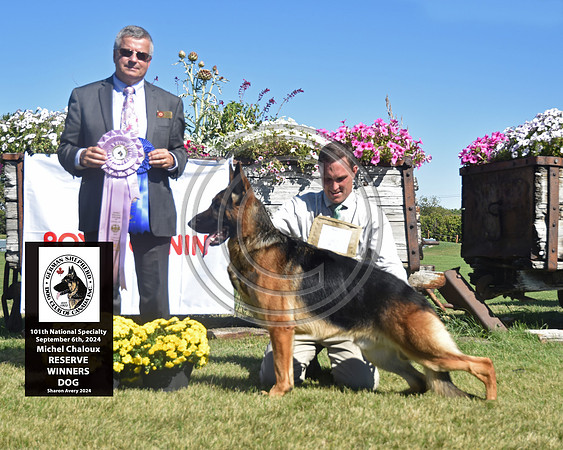 Reserve Winners Dog
