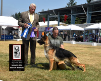 Winners Dog Best of Winners