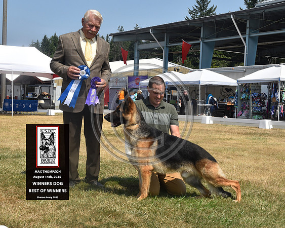Winners Dog Best of Winners