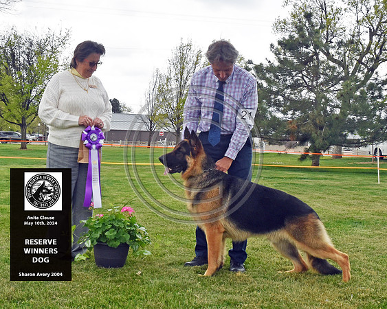 Reserve Winners Dog