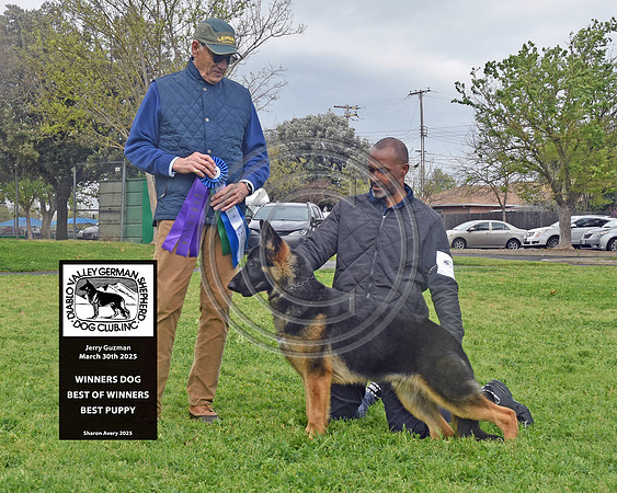 Winners Dog Best of Winners Best Puppy