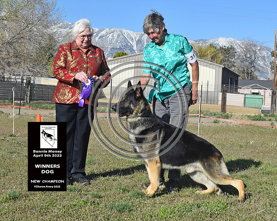 Winners Dog