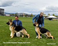 Two Tucker Puppies