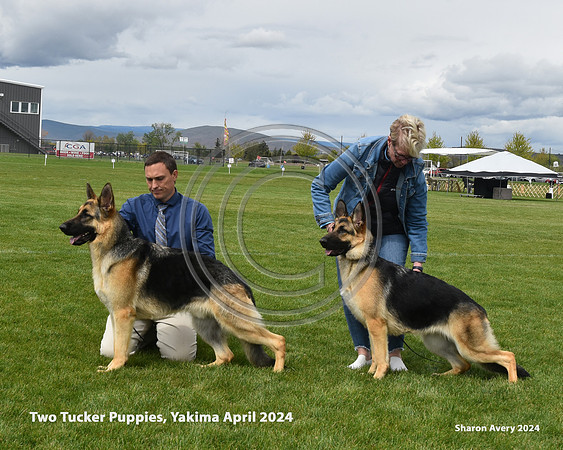 Two Tucker Puppies